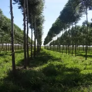 Paraguay apuesta al sector forestal con misión estratégica a Finlandia