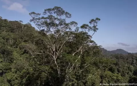 Cient�ficos logran llegar al �rbol m�s alto jam�s encontrado en el Amazonas