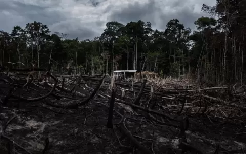 �Qu� pasa con la Amazonia? El pulm�n de Am�rica tambi�n est� en juego en elecciones de Brasil