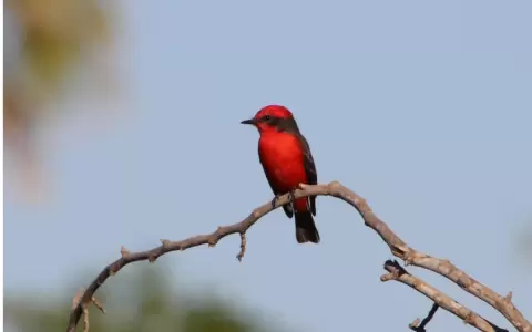 �Por qu� migran las aves?