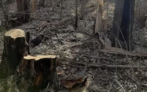Minga Guaz�: imputan a exdirector municipal por perjuicio a reservas naturales