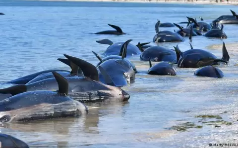 Mueren 250 ballenas piloto varadas en remota isla de Nueva Zelanda