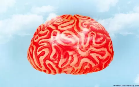 �Tiene el cerebro un g�nero?: la neurociencia sigue buscando pruebas