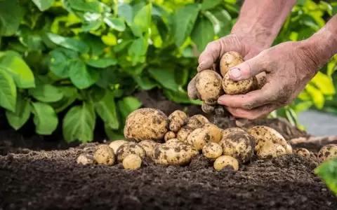 La mayor producci�n de papa alcanz� ganancia de m�s de G. 300 millones
