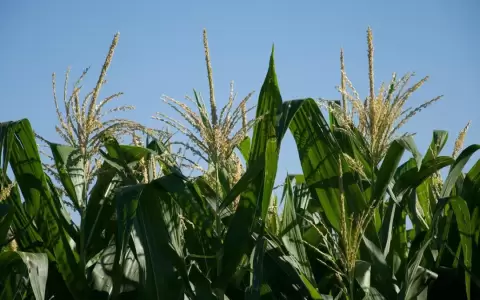 Procesan a productor agr�cola por supuestos delitos ambientales