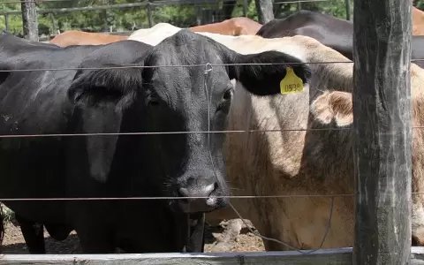 Paraguay consolida acuerdo de sanidad animal con Brasil