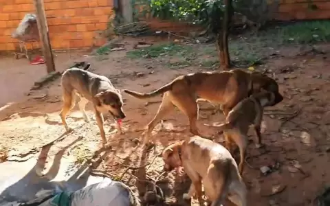 Caacup�: perros que defendieron distribuidora no eran pitbulls
