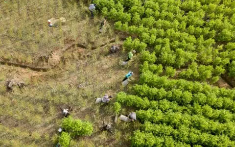 Colombia sepulta las fumigaciones con glifosato