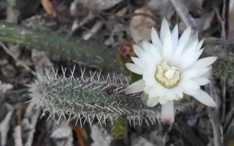 Naturaleza, Sociedad e Historia: El Chaco Seco