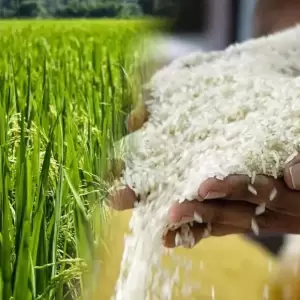 Misiones lidera la producción de arroz en Paraguay y prevé crecimiento del 5 % para fin de año