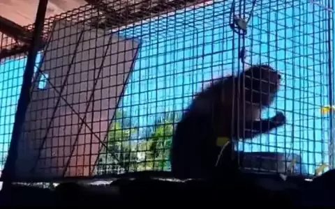 Capturan a mono que causaba susto en Lambar�