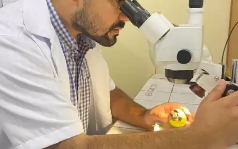 �Qu� pasa con los mangos? Investigan causa de manchas negras