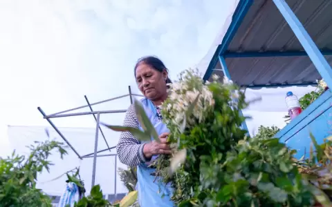 El oficio de curar con plantas: cuando la medicina no viene en pastillas