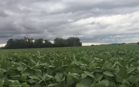 Lluvias de octubre generaron buenas expectativas para un repunte en el sector agr�cola