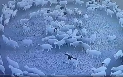 El misterio de las ovejas que giran en c�rculos parecer�a resuelto