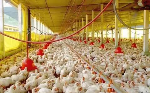 Aseguran buen stock de pollos para diciembre, pero urgen mejorar servicio el�ctrico