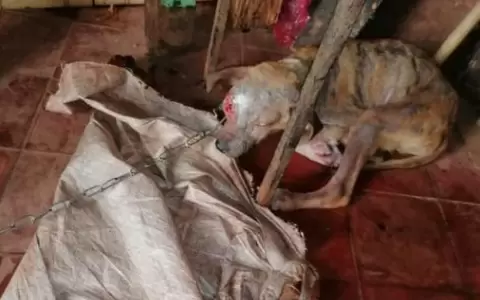 Fiscal�a allan� una vivienda tras denuncia por descuidar a tres perros