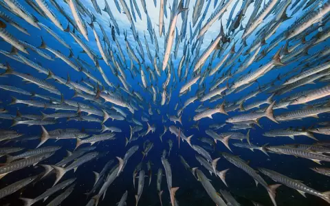 �Por qu� los peces nadan tan r�pido?