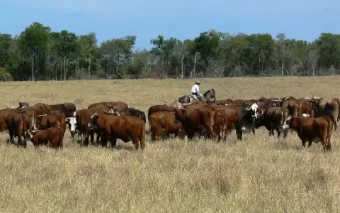 ARP espera que mala racha del sector ganadero termine r�pidamente