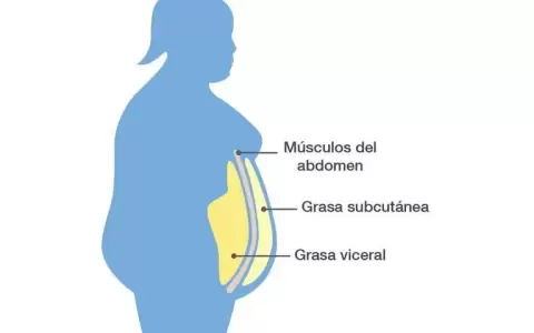 �C�mo reducir la grasa interna que da�a nuestro organismo?