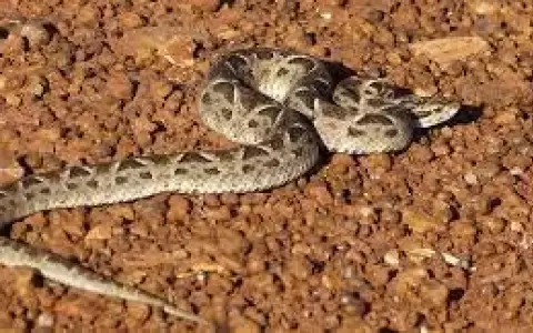 Ni�o de 7 a�os est� con muerte cerebral tras mordedura de serpiente