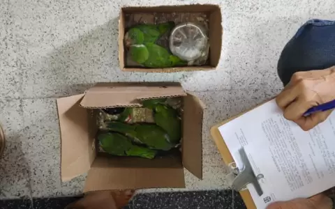 Rescatan a cotorras comercializadas ilegalmente en el Mercado 4