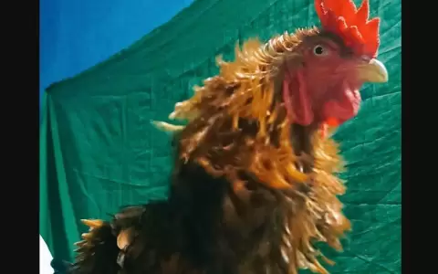 La pintoresca historia de "Pi�a", el gallo que se hizo viral en redes