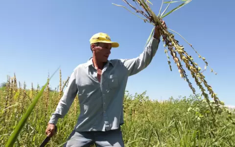 Capeco espera lluvias escasas para las pr�ximas semanas