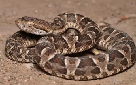Reportan otra v�ctima fatal por mordedura de serpiente