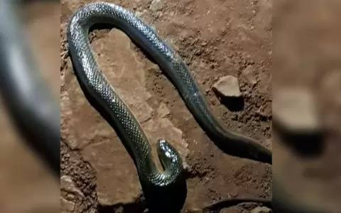 Adolescente de 16 a�os es otra v�ctima de ataque de serpiente