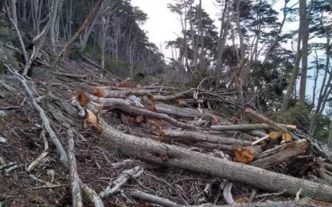 Procesan a due�a de propiedad rural por tala y quema de bosques