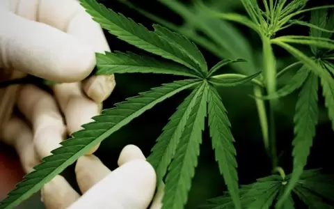 Cannabis.
