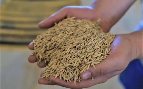 Siembra de arroz 2022-2023 avanza en un 75 %
