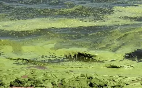 Estudio afirma que aspecto verde del lago Ypacara� "es por algas beneficiosas"