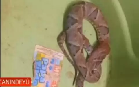 Reportan nuevo ataque de serpiente en Curuguaty