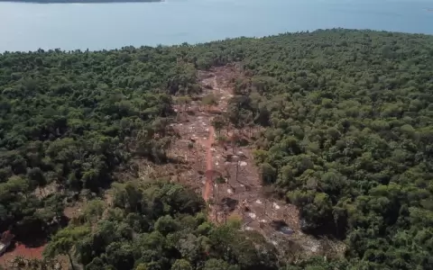 MAG espera que decisi�n de la UE sobre productos de deforestaci�n no afecte a Paraguay