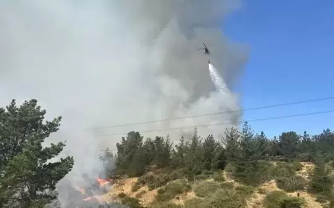 Megaincendio forestal en Chile destruy� importante reserva natural