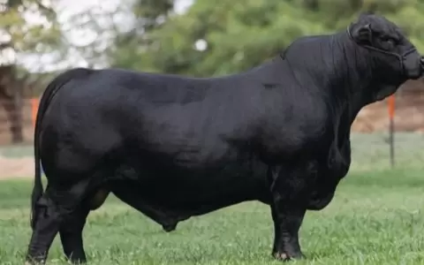 Toro Brangus paraguayo es el mejor del mundo