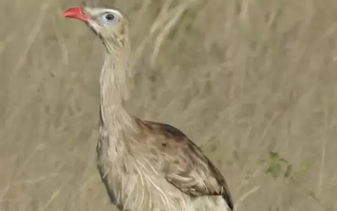 Volar a la conquista de un nuevo nicho