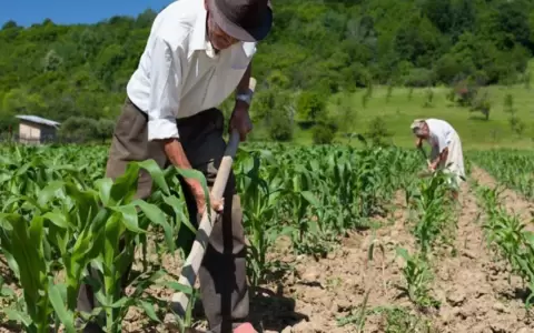 Inicia zafra agr�cola en el Chaco con gran optimismo