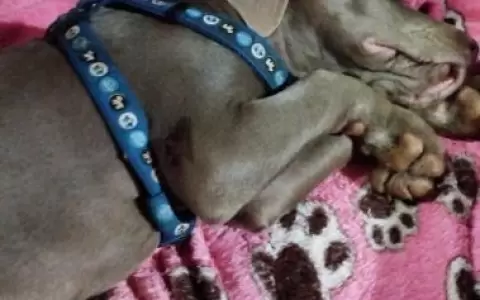 Fiscal�a interviene en caso del cachorro que recibi� un disparo