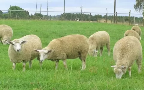 Senacsa anuncia nuevas reglamentaciones para traslado de ovinos y caprinos