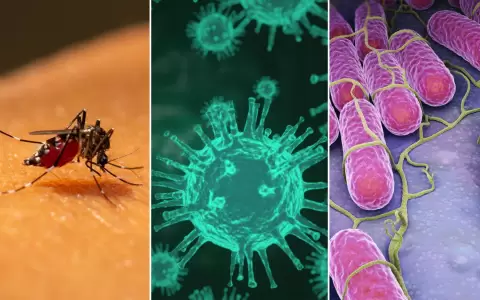 Chikungu�a y dengue: �qu� s�ntomas tienen?
