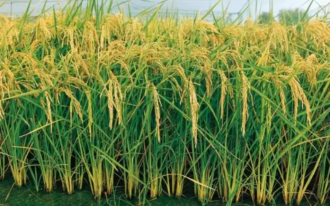 Inicia zafra de arroz con grandes expectativas