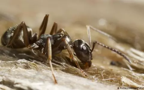 Las hormigas pueden detectar el olor del c�ncer en la orina