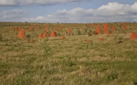 Arquitectura natural en el paisaje: los tacur�es