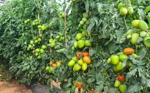 Horticultores de Caaguaz� perciben mejor precio para el tomate