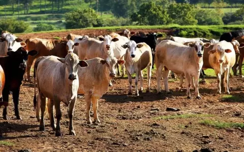 Fin de circulaci�n de ciertos f�rmacos veterinarios no afecta la producci�n local