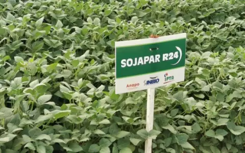 Variedad nacional de soja va ganando espacio en suelo brasile�o