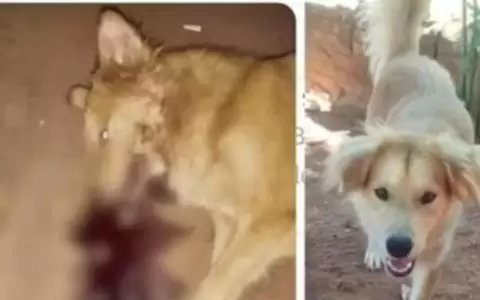 Imputan a un polic�a por disparar y matar a "Tuki", un inocente perro